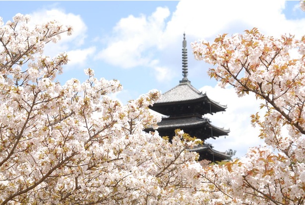 京都を代表する桜の名所「仁和寺」