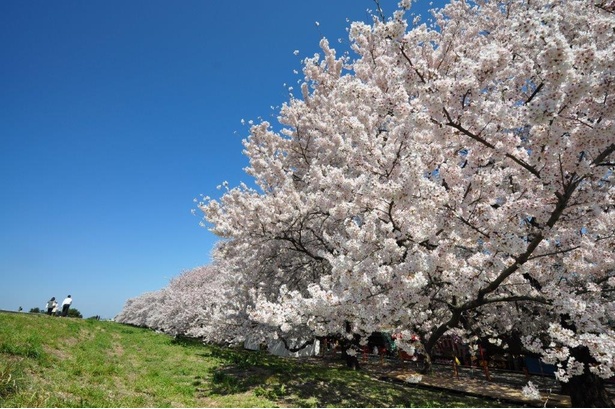 桜の種類、いくつある？名前の由来や開花時期を紹介 - ウォーカープラス