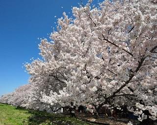桜の種類、いくつある？名前の由来や開花時期を紹介