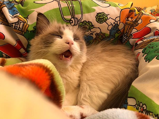 “表情筋のファンタンジスタ”こと主水ちゃん8