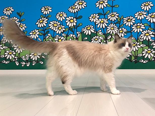 “表情筋のファンタンジスタ”こと主水ちゃん9