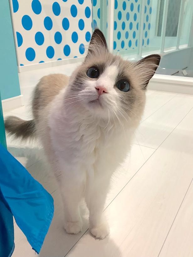 “表情筋のファンタンジスタ”こと主水ちゃん13