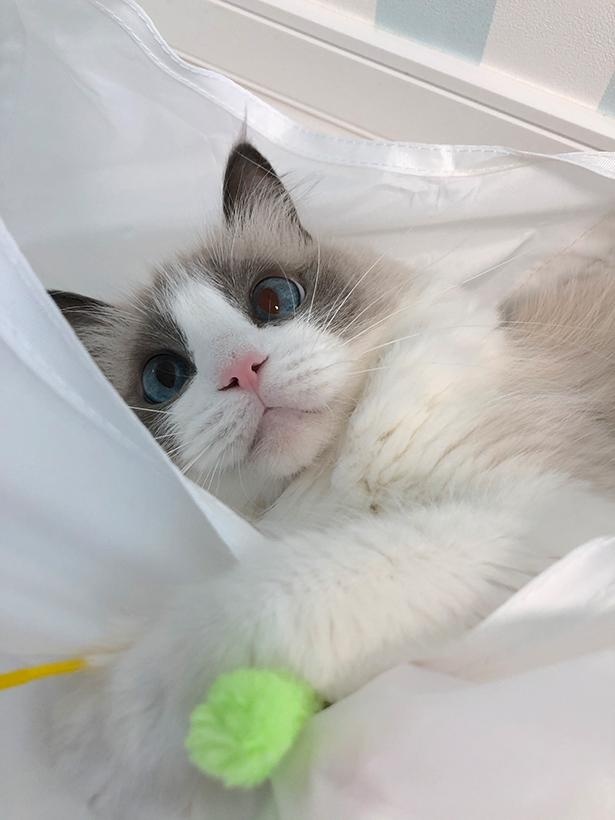 “表情筋のファンタンジスタ”こと主水ちゃん19