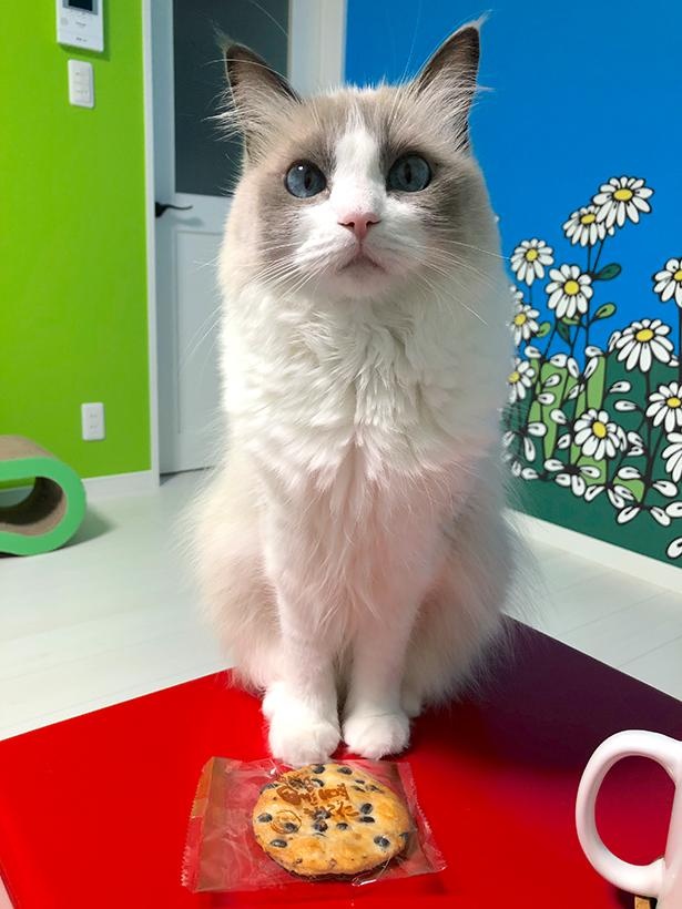 “表情筋のファンタンジスタ”こと主水ちゃん20