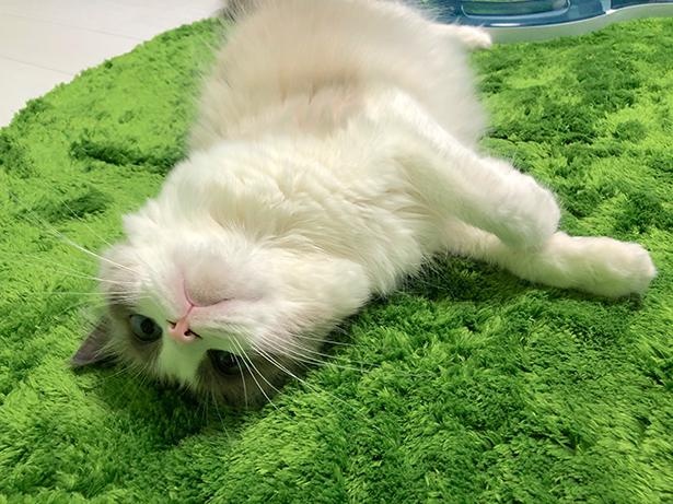 “表情筋のファンタンジスタ”こと主水ちゃん11