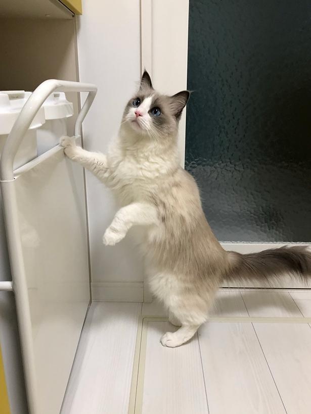 “表情筋のファンタンジスタ”こと主水ちゃん34