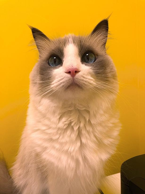 “表情筋のファンタンジスタ”こと主水ちゃん27