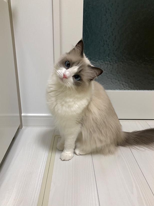 “表情筋のファンタンジスタ”こと主水ちゃん31
