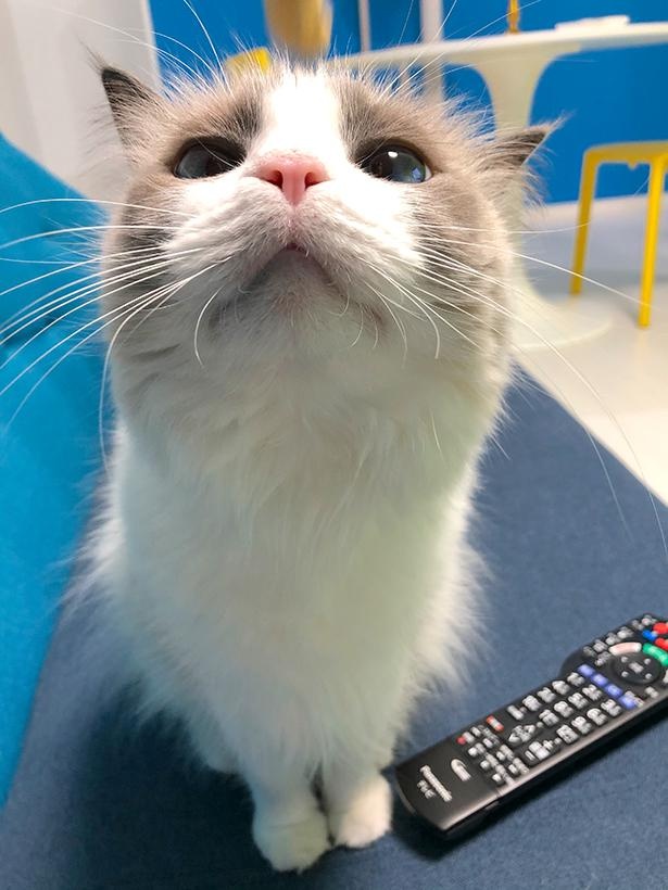 “表情筋のファンタンジスタ”こと主水ちゃん33