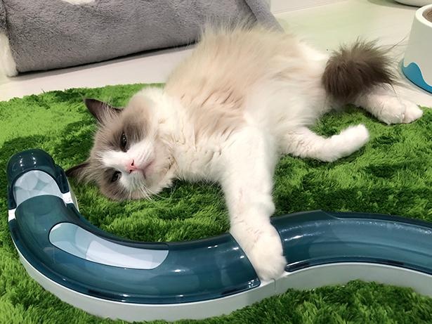 “表情筋のファンタンジスタ”こと主水ちゃん35