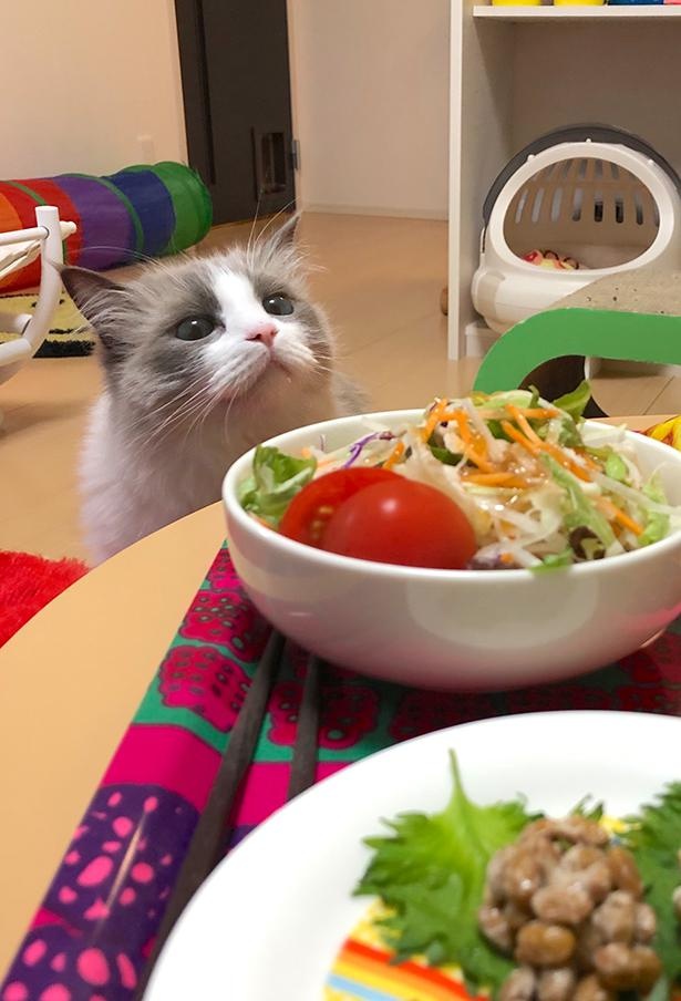 写真集「主水の猫談」より抜粋2