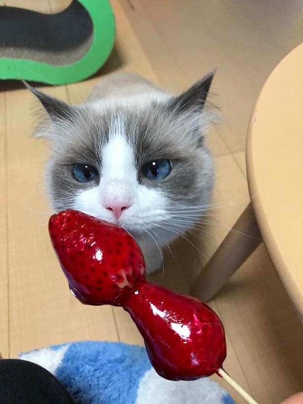 写真集「主水の猫談」より抜粋5