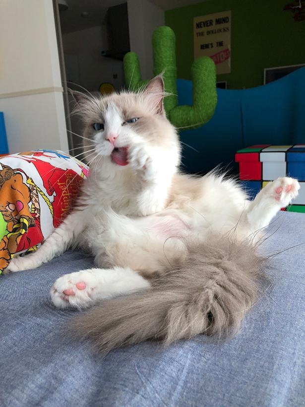写真集「主水の猫談」より抜粋1
