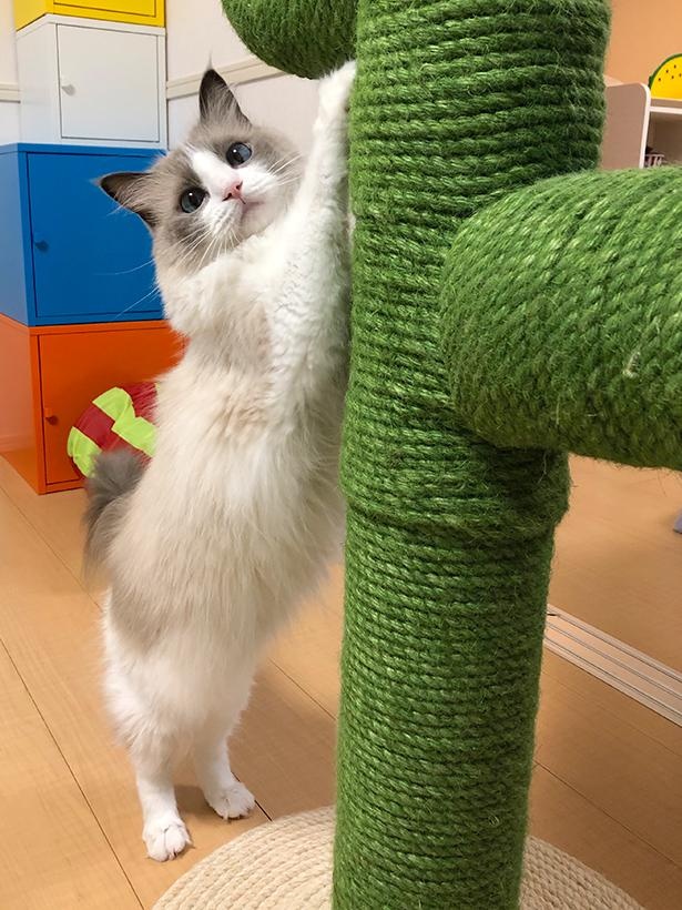 写真集「主水の猫談」より抜粋6