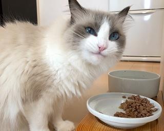 まるで人間の表情…！5.6万フォロワーの人気にゃんこ・主水ちゃんの写真集がキュートすぎる