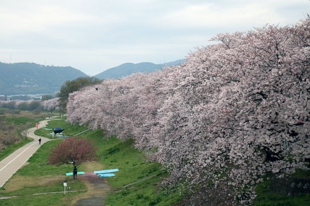 4月1日(土)、2日(日)に淀川河川公園背割堤地区で「さくら茶会」を開催