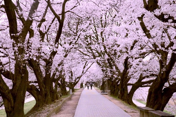 淀川河川公園背割堤地区は桜の名所