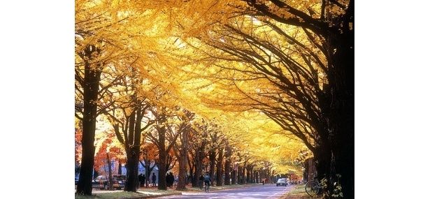 北海道大学イチョウ並木の黄色く染まった自然のトンネルへGO！