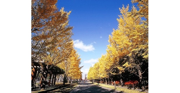 広大な園内で多彩な紅葉を満喫できる中島公園の秋