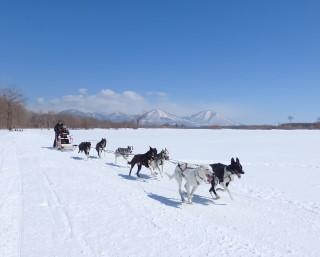 大雪原を時速20キロで駆け抜ける、北海道の星野リゾート トマムで「犬ぞりツアー」が開催中