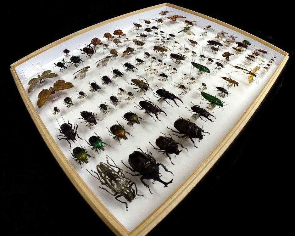 自然に関する標本を募集し展示、和歌山県海南市の和歌山県立自然博物館で「標本作品展」開催