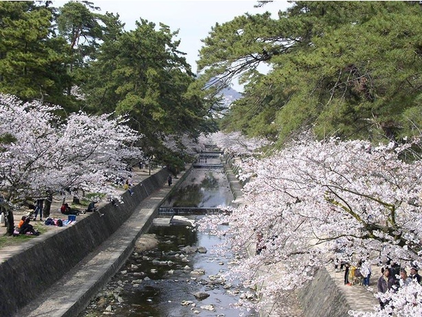 【写真】夙川河川敷緑地(夙川公園)の桜