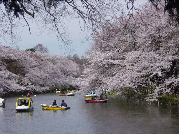 ボートに揺られて眺める桜も一興だ