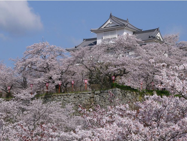 津山城と豪華な桜が一望できる