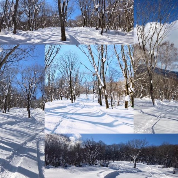 今期ニューオープンのバックカントリーツリーランエリアでは冬の木々に囲まれた景色を楽しめる