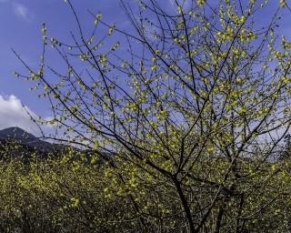 国内で唯一蝋梅の基本種も観賞できる、栃木県鹿沼市の「上永野 蝋梅の里」が3月中旬までオープン