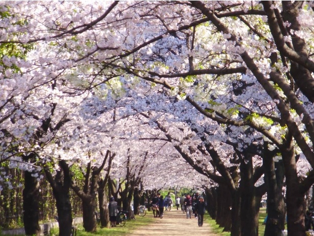 園内には桜のトンネルも見られる