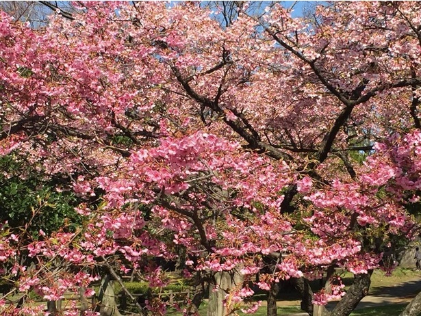 早咲きで色の濃い寒緋桜