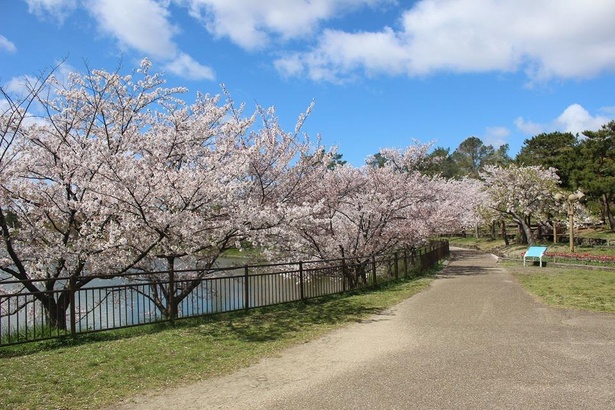 大池東側では桜のトンネルの下を散策できる