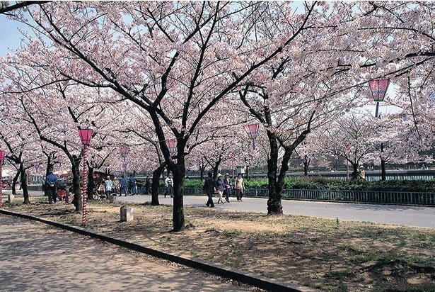 【写真】ゆったり流れる大川沿いの歩道が桜色に染まる