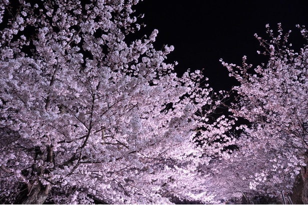 黒鳥山公園の桜 