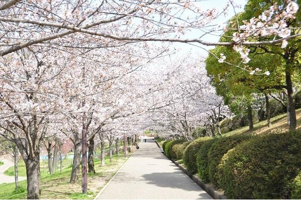 昼から夜まで1日中桜を楽しめる