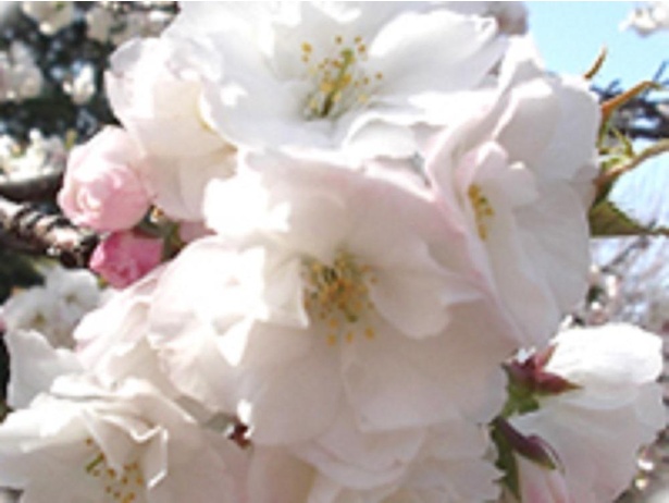 【写真】井の頭恩賜公園の桜