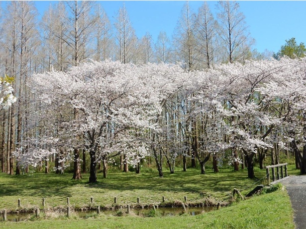 水元公園の桜