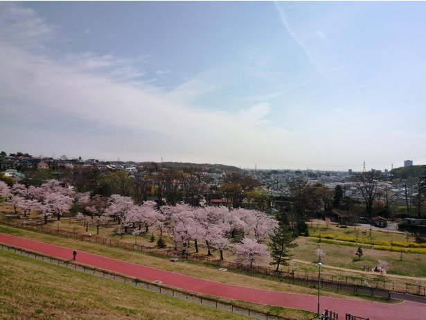 都立狭山公園の桜