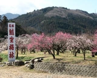 関東屈指の梅の名所、埼玉県の越生梅林で「令和3年越生梅林梅まつり」が開催中