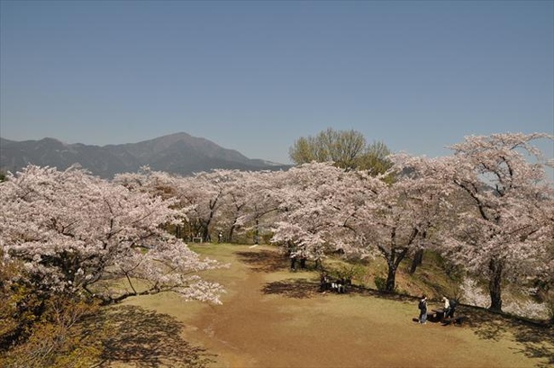 弘法山公園の桜