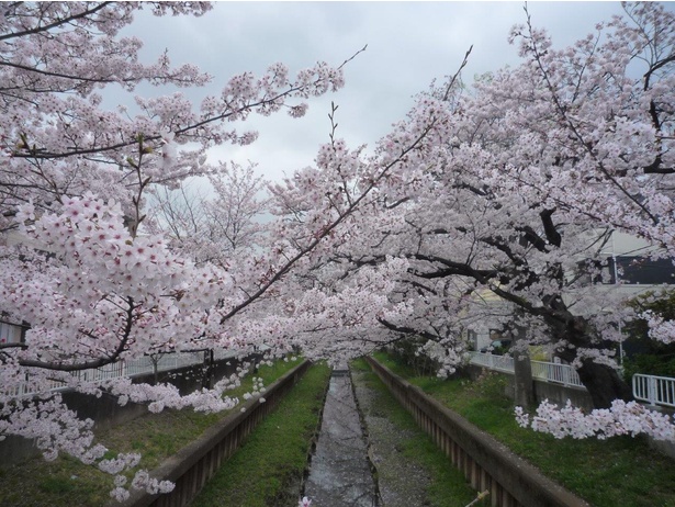 元住吉渋川沿い・中原平和公園の桜