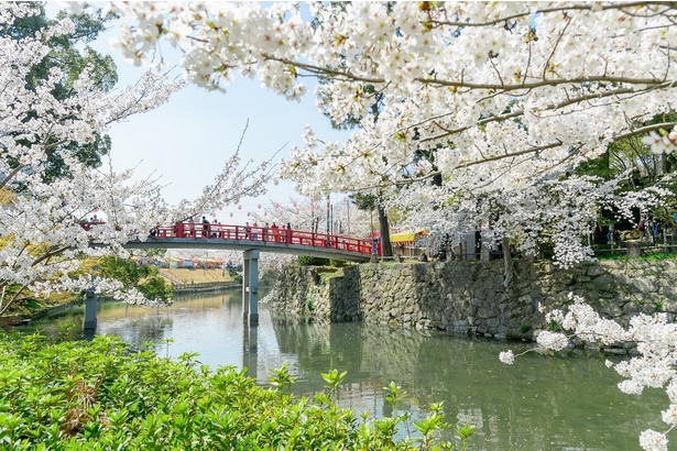 【写真】岡崎公園の桜