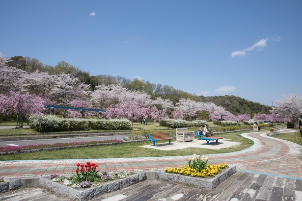 満開の桜と新緑の鮮やかな風景を眺めることができる