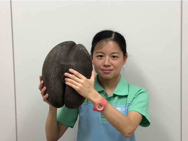 重さは約2キロ！世界最大の種子にして、見た目はおしりそっくりの「オオミヤシの種」