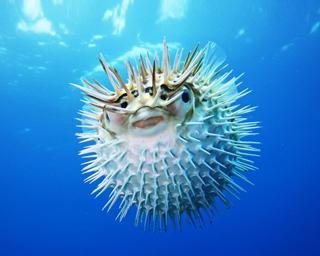 人気書籍とのコラボ第2弾、東京都豊島区のサンシャイン水族館で「ざんねんないきもの展２」が開催中