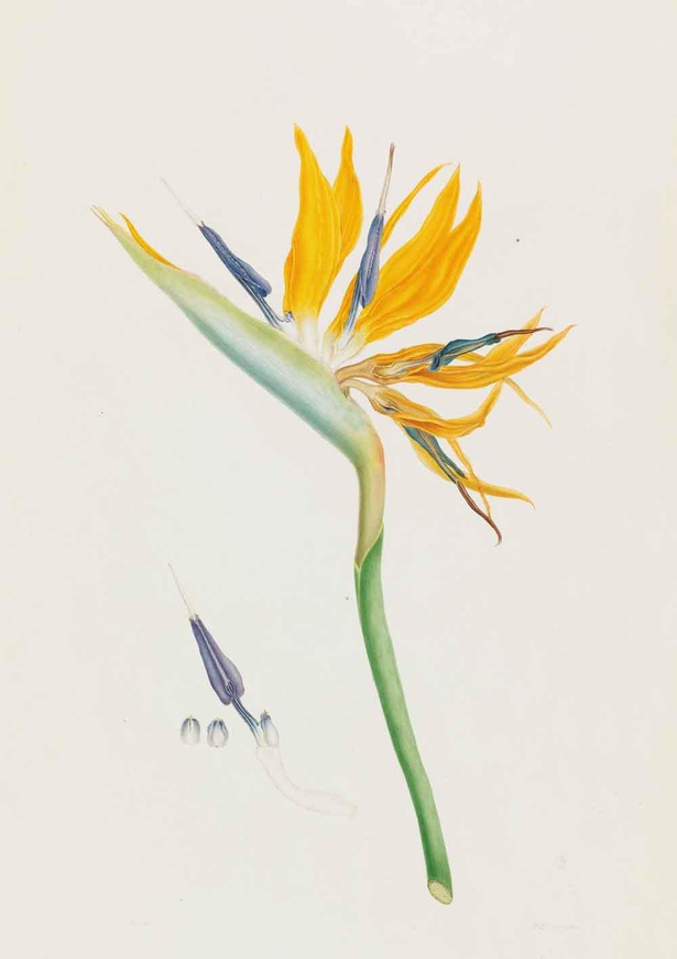 フランツ・アンドレアス・バウアー《ゴクラクチョウカ(ストレリチア・レギネ)(ゴクラクチョウカ科)》1818年 キュー王立植物園蔵