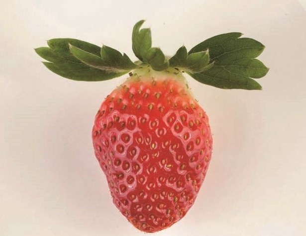ビタミンCが豊富な「おいCベリー」