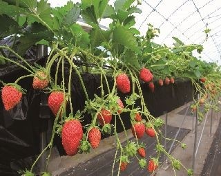 東京近郊でイチゴ狩り！“食べ比べ”できる農園3選