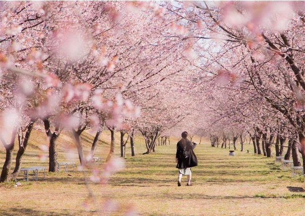 埼玉県の桜名所 お花見21 ウォーカープラス
